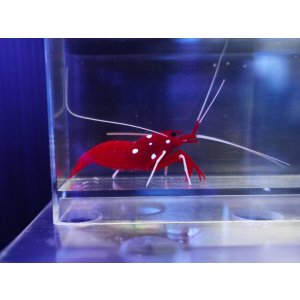 画像: ホワイトソックス（スリランカ）