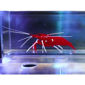 画像: ホワイトソックス（スリランカ）