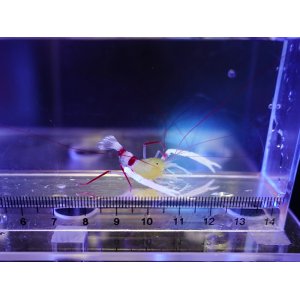 売り切り終売】ZOOX Shallow Reef RAYS - 海水魚ショップ ナチュラル
