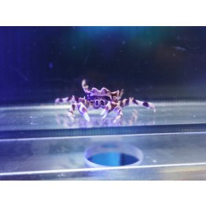画像: ゼブラガニ