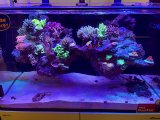 画像: 【特許登録済み 浮くレイアウト】オリジナルフローティングリーフロック　リーファー170用 1回修正修理保証込