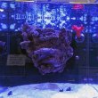 画像4: 【特許登録済み 浮くレイアウト】オリジナルフローティングリーフロック　RedSea MAX nano キューブ用