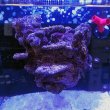 画像6: 【特許登録済み 浮くレイアウト】オリジナルフローティングリーフロック　RedSea MAX nano キューブ用