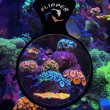 画像2: 【取寄】Flipper DEEP SEE 5" max Clear