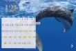 画像13: 2027年　小笠原の魚たちカレンダー　イラスト瀧音