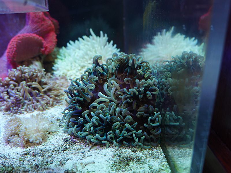 ロングテンタクルアネモネグリーン 海水魚ショップ ナチュラル