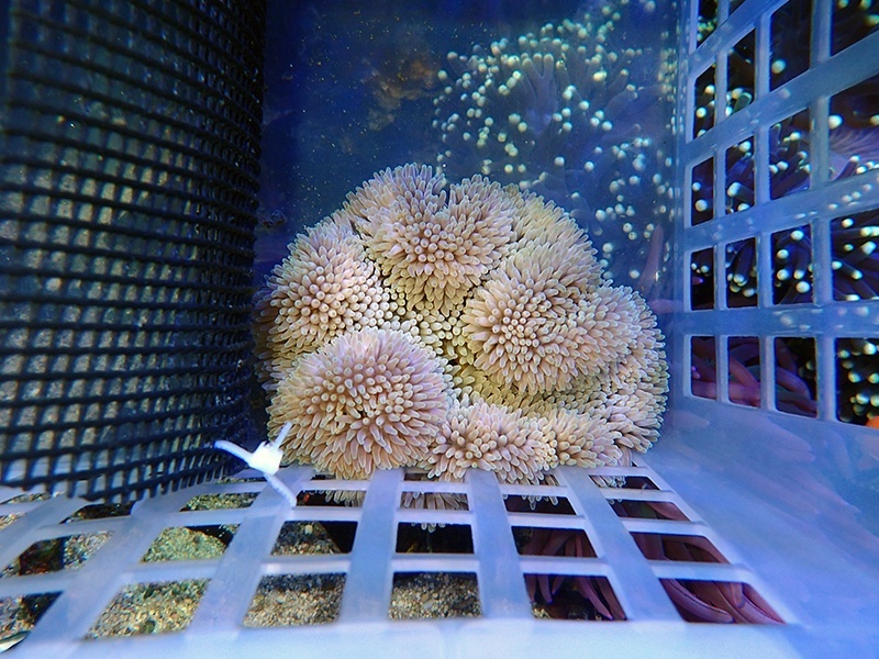 画像1: ハタゴイソギンチャク（バリ）ノーマル01