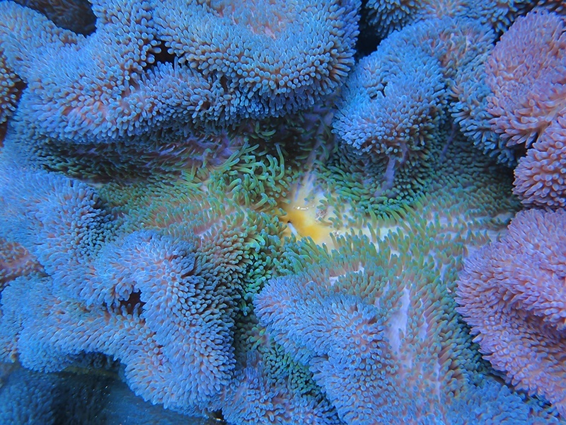 画像1: ハタゴイソギンチャクブルーXL02