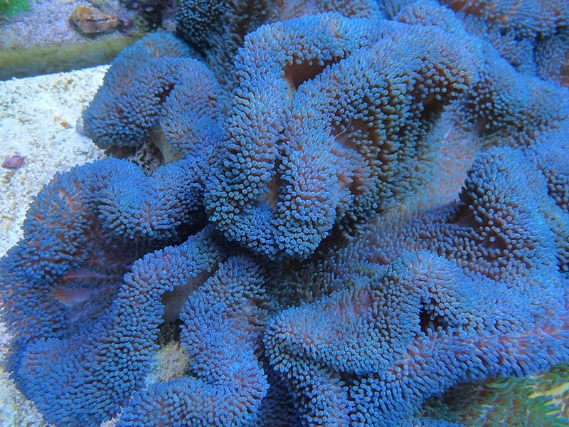 画像1: ハタゴイソギンチャクブルーXL03