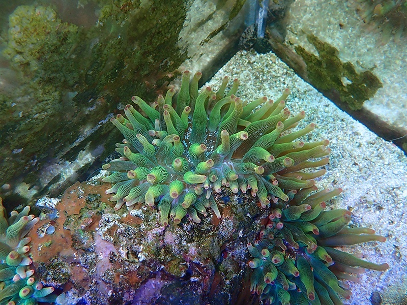 画像1: サンゴイソギンチャクグリーン