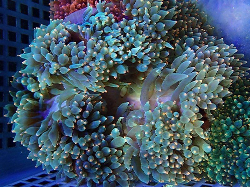 画像1: サンゴイソギンチャクグリーンオレンジチップ