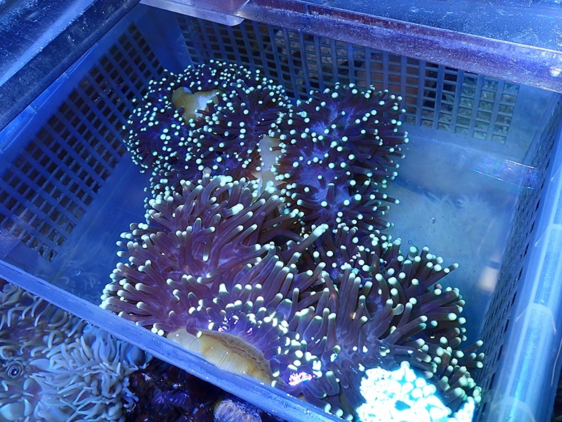 画像1: センジュイソギンチャク（バリ）