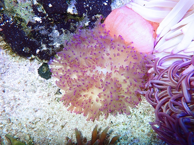 画像1: シライトイソギンチャクパープルチップS