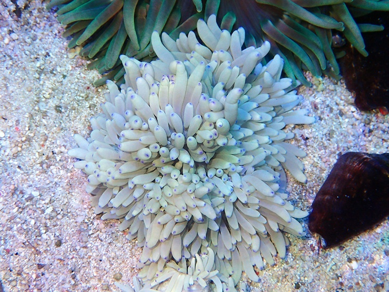 画像1: シライトイソギンチャクS