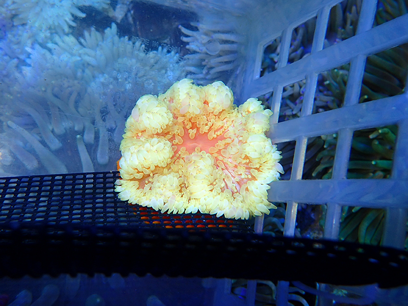 画像1: シライトイソギンチャクsp.イエローオレンジ