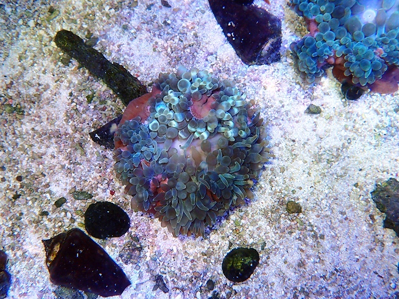 画像1: タマイタダキイソギンチャク（マニラ）