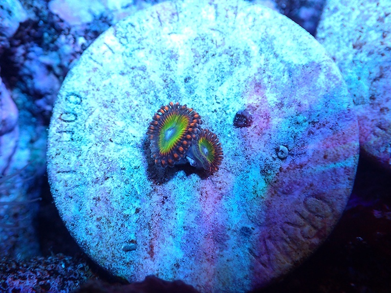 画像1: 0716マメスナフラグBowser2ポリプ付