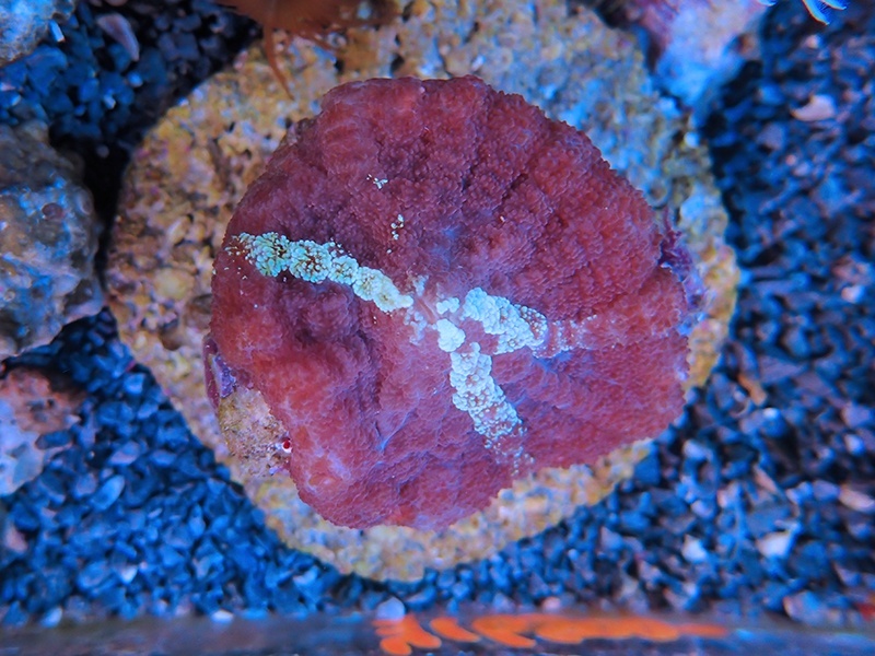 画像1: 0716ロダクティスマッシュルーム