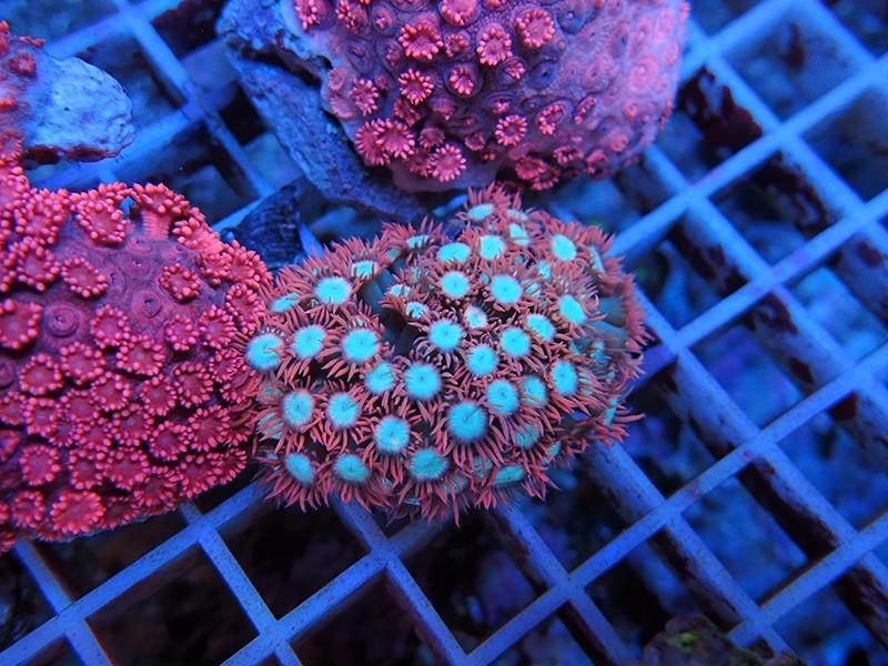 画像1: 0816ハナガササンゴツートンカラー