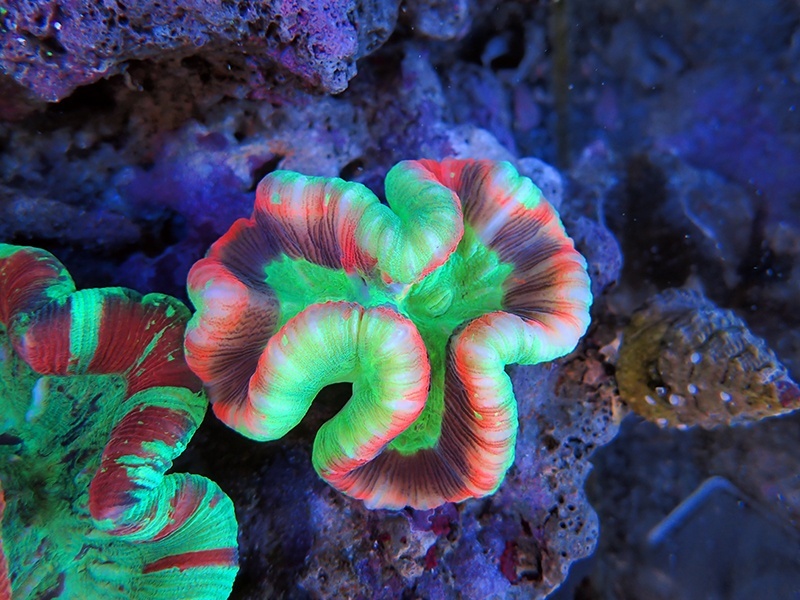 画像1: 0816オオバナサンゴレッド＆グリーン05