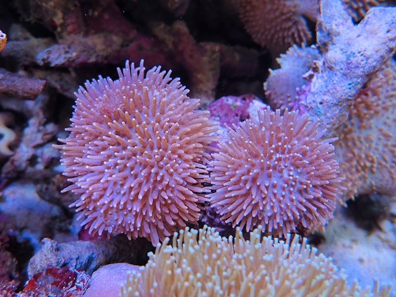 画像1: 0816ウミキノコノーマル2個付き