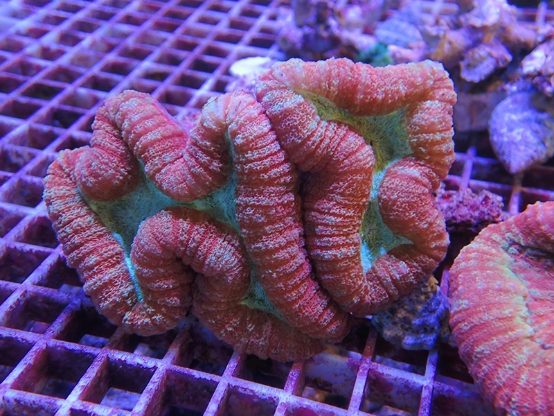 画像1: 1013ロボフィリア（トンガ）レッド02