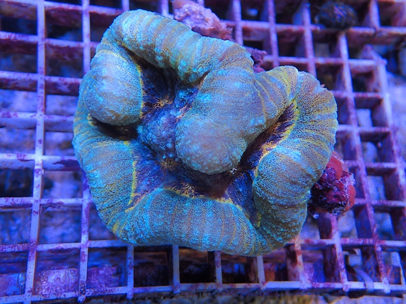 画像1: 1013ロボフィリア（トンガ）グリーン＆オレンジライン