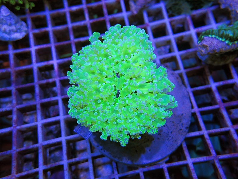 画像1: 1029ホンタコアシサンゴクリアグリーン