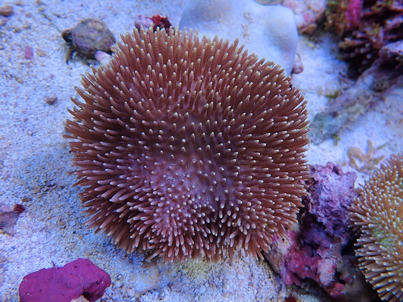 画像1: 1029ウミキノコノーマルＭ02