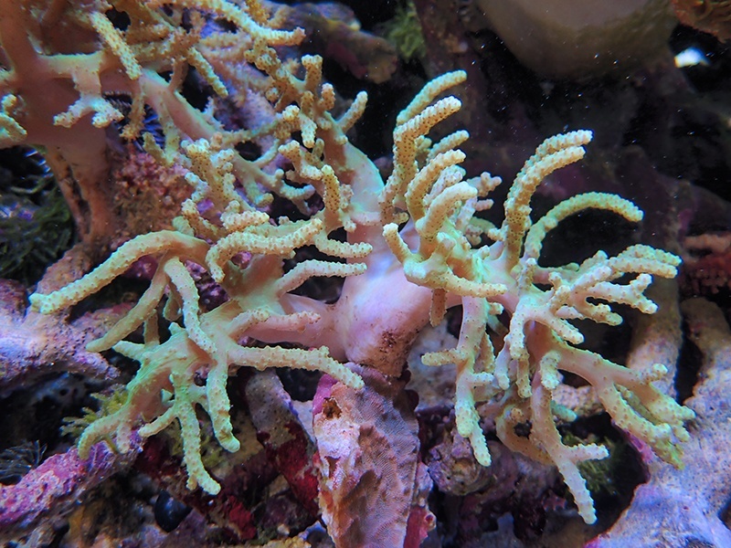 画像1: 1029ヤナギカタトサカグリーン01