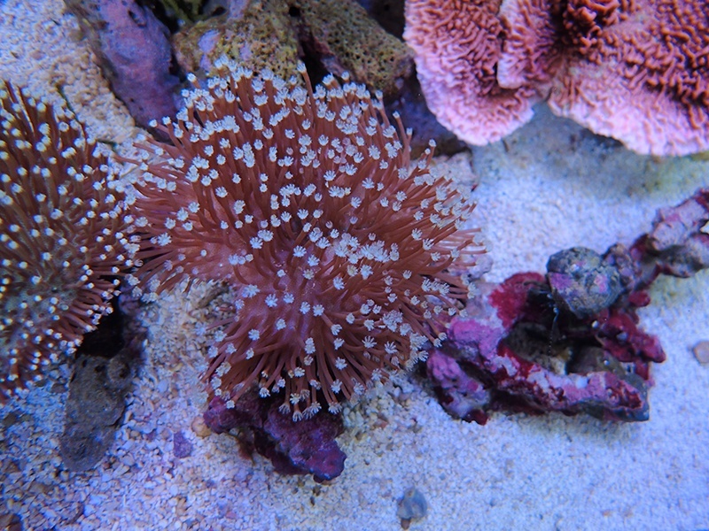 画像1: 1116ウミキノコノーマルM04