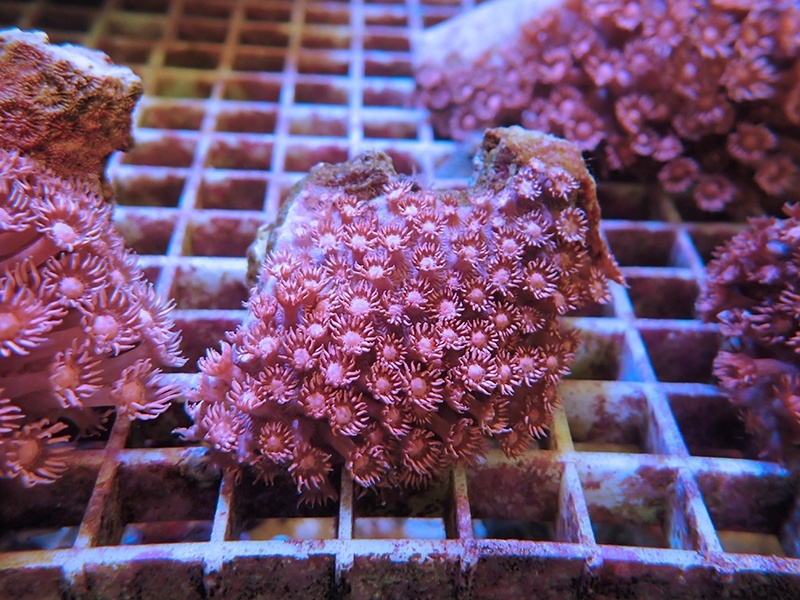 画像1: 1116ハナガササンゴレッド03