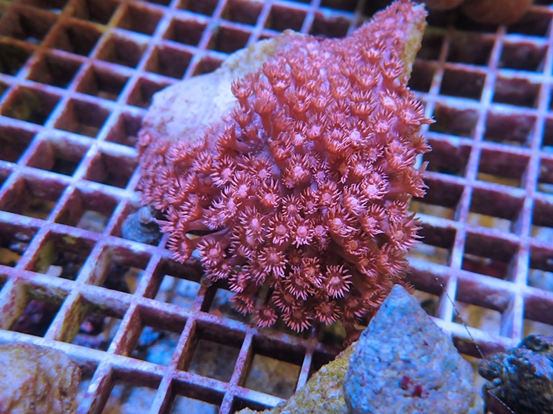 画像1: 1116ハナガササンゴレッド04