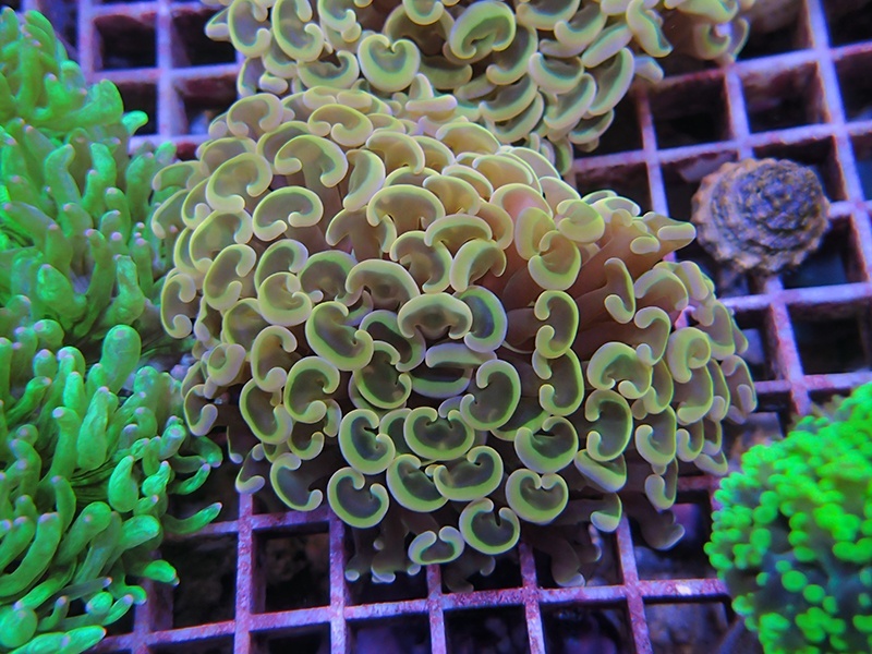 画像1: 1116ナガレハナサンゴオレンジ（カット個体）01