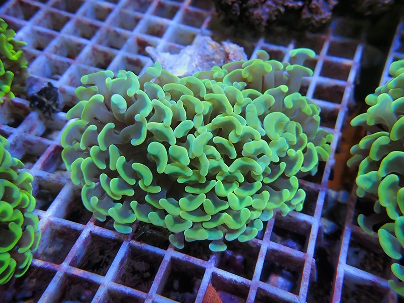 画像1: 1116ナガレハナサンゴイエロー（カット個体）01