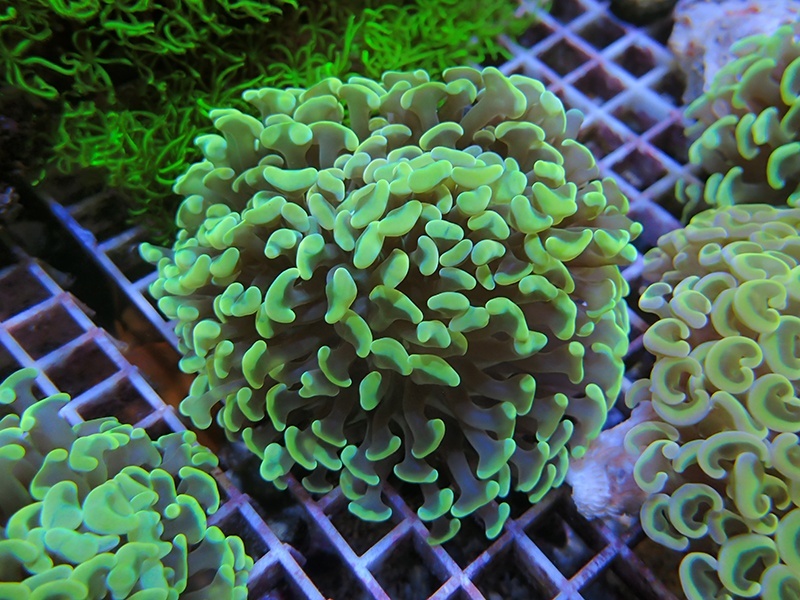 画像1: 1116ナガレハナサンゴイエロー（カット個体）02