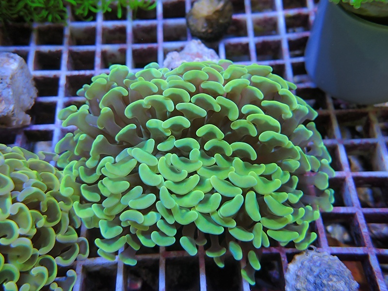 画像1: 1116ナガレハナサンゴイエロー（カット個体）03