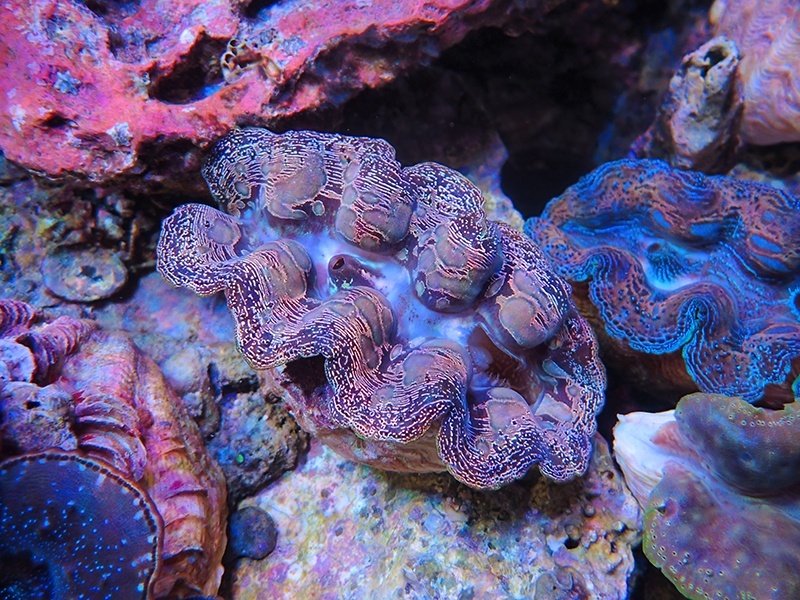 画像1: 1116ヒメシャコガイM01