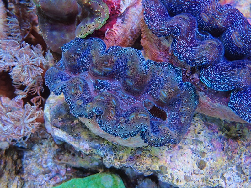 画像1: 1116ヒメシャコガイM05