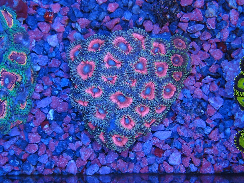 画像1: HANNAオーシャンズファーム　ダフニー・ランドルド（Plus）