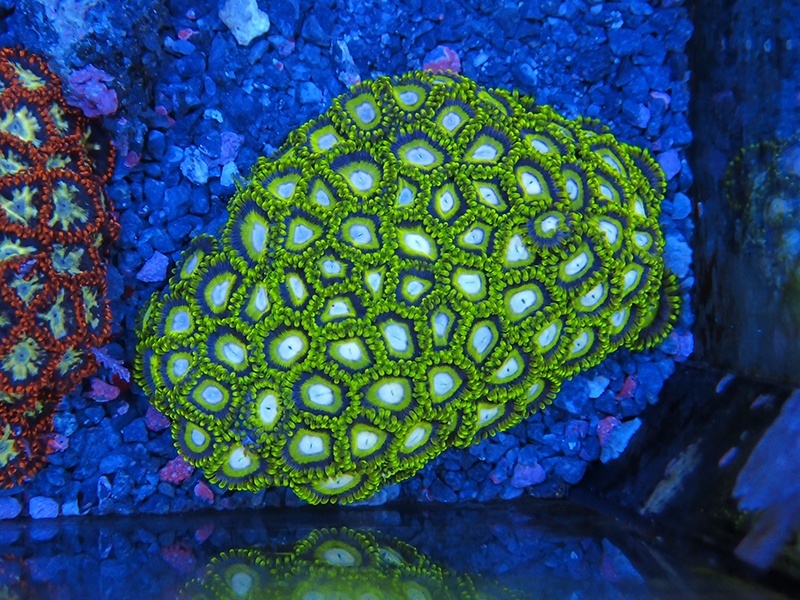 画像1: HANNAオーシャンズファーム　アケビ・イエローグリーン（PM）