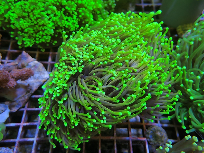 画像1: 1130ツツマルハナサンゴ01