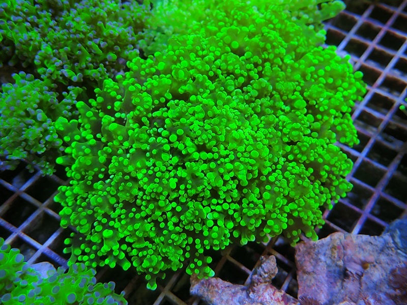 画像1: 1130ホンタコアシサンゴメタリックグリーン02