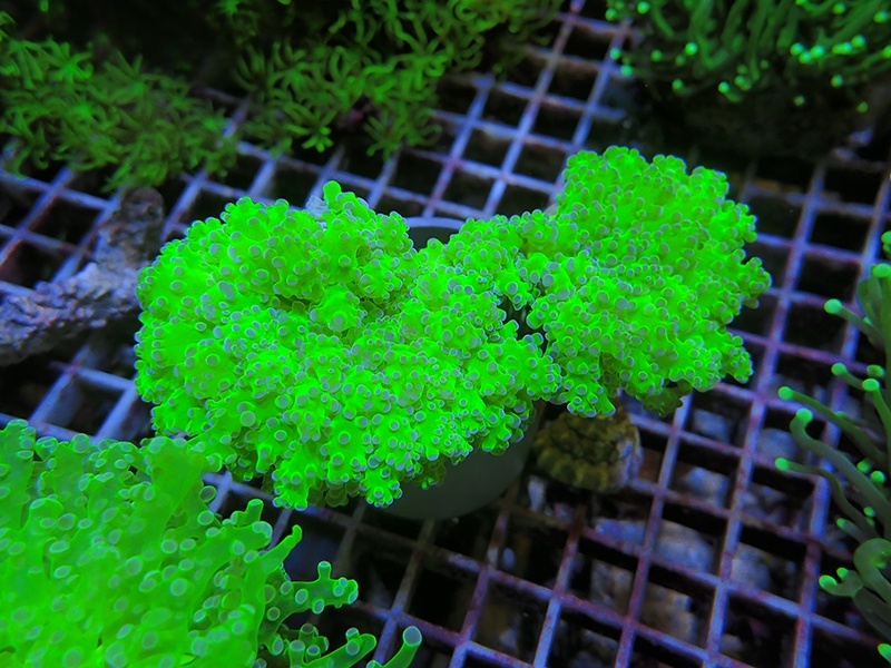 画像1: 1130ホンタコアシサンゴメタリックグリーン03（カット個体）