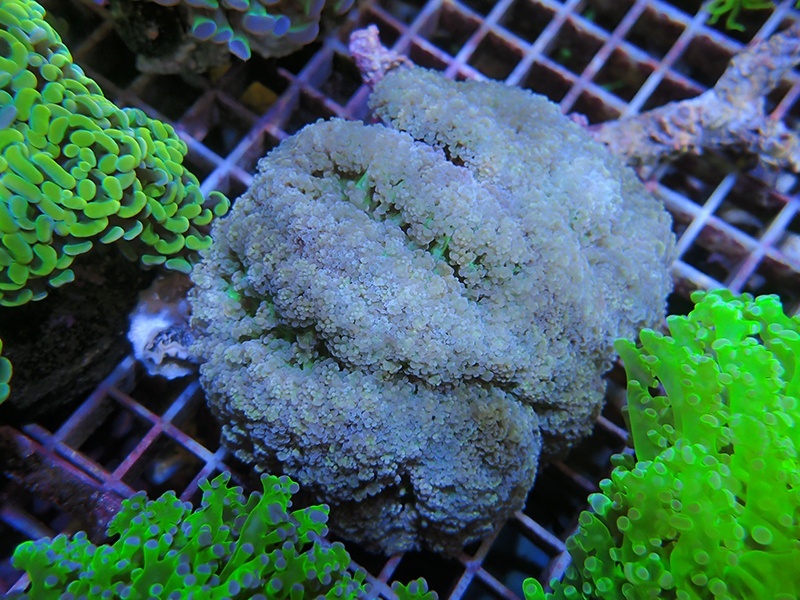 画像1: 1130ハナブサツツマルサンゴ