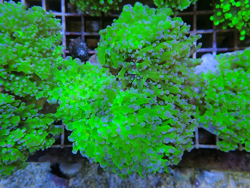 画像1: 1130タコアシブランチメタリックグリーン01