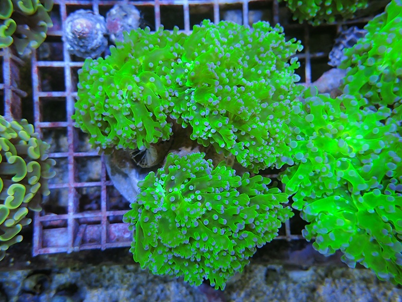 画像1: 1130タコアシブランチメタリックグリーン02