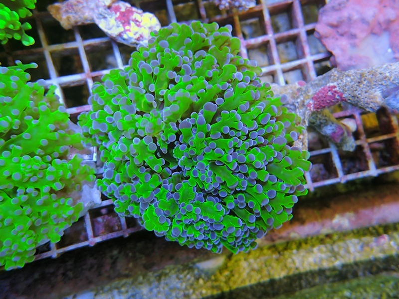 画像1: 1130タコアシブランチメタリックグリーン04