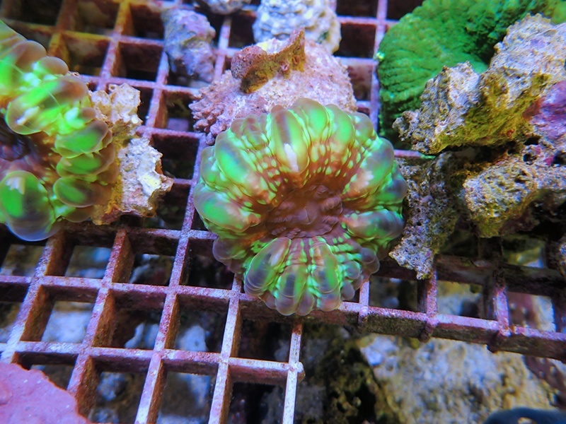 画像1: 1130コハナガタサンゴグリーンS02