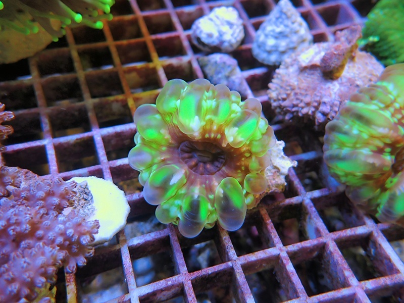 画像1: 1130コハナガタサンゴグリーンS03